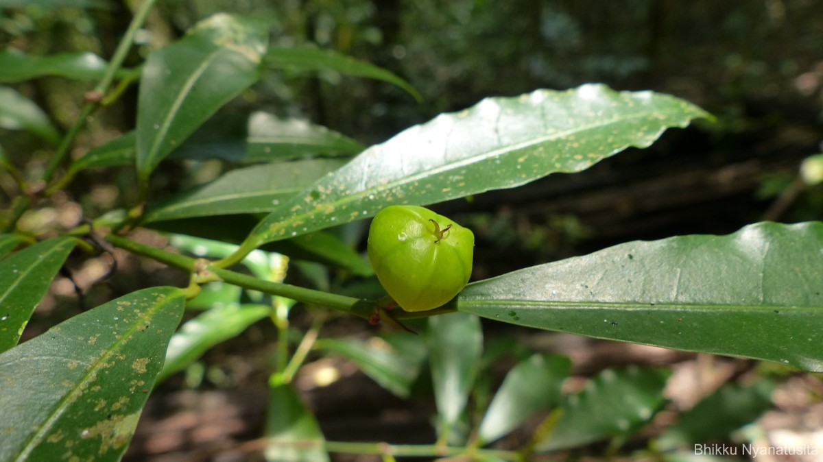 Excoecaria oppositifolia Griff.